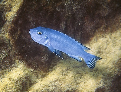 Chindongo socolofi 'Mala Point'